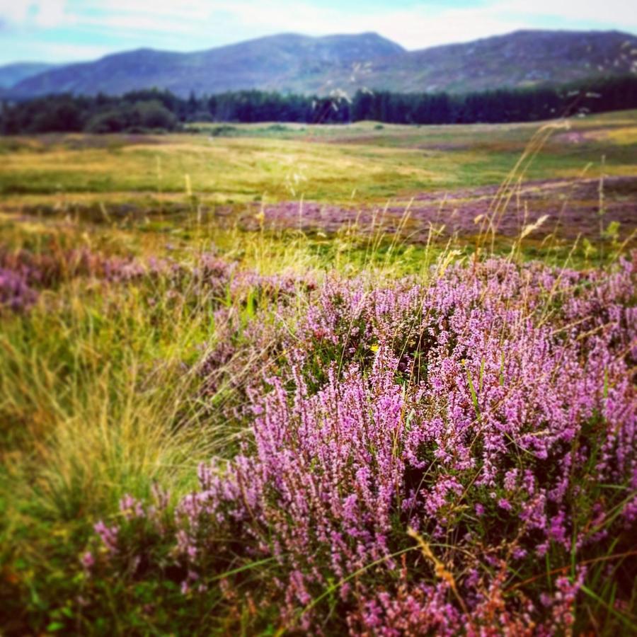 Baltinna East - By Where Stags Roar Newtonmore Exteriör bild